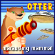 otter